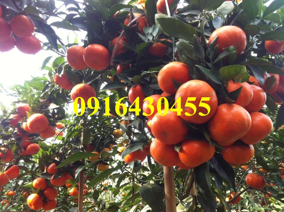 Cây giống cam đường canh